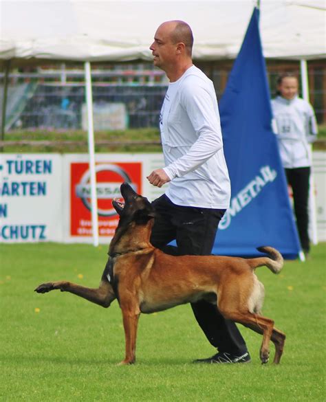 dvg hund ausbilder.